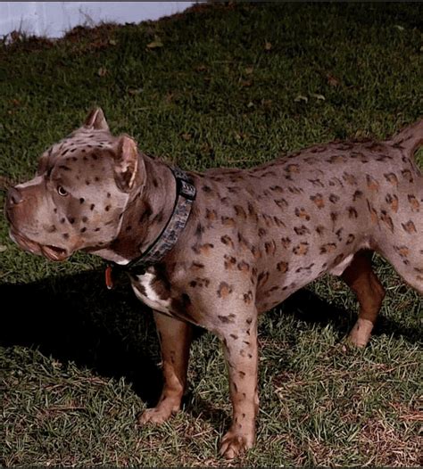 leopard pitbull puppies for sale.